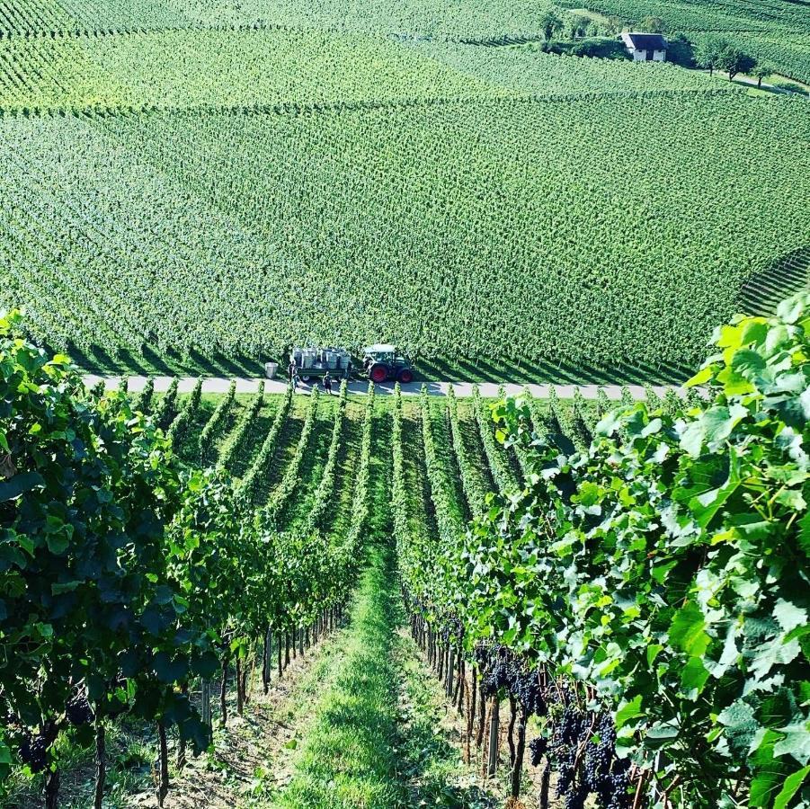 Appartement Ruedlins-Winzerhof à Auggen Extérieur photo